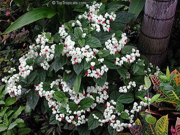 پیچ معین التجار